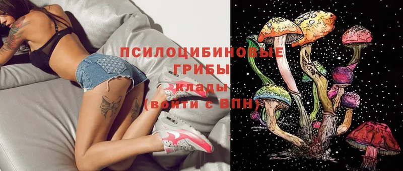 сколько стоит  Оха  Псилоцибиновые грибы Psilocybe 